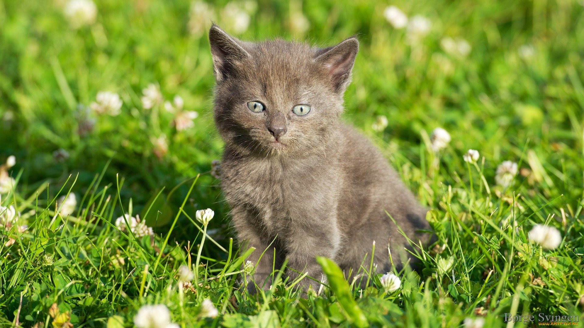, , , , , grass, flowers, kitten